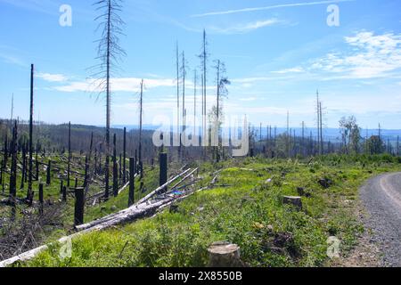 Schierke, Germania. 16 maggio 2024. Un pezzo di foresta vicino a Schierke. Nella zona conosciuta come "Quesenbank/Knaupsholz", la foresta era bruciata dall'11 agosto 2022 al 14 agosto 2022. Crediti: Klaus-Dietmar Gabbert/dpa/Alamy Live News Foto Stock