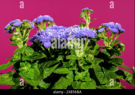 Splendidi fiori blu Ageratum Bluemink in fiore su sfondo Crimson. Primo piano della testa dei fiori. Foto Stock