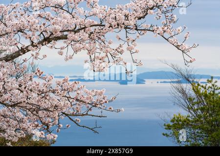 Isole del Mare interno di Seto con fiori di ciliegio in piena fioritura in primavera. Vista dal Monte Misen, dall'Isola Itsukushima Miyajima, Hiroshima, Giappone. Foto Stock