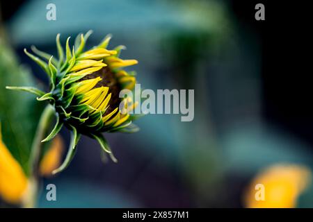 Un girasole (helianthus annuus) breve prima di fiorire con sfondo sfocato Foto Stock