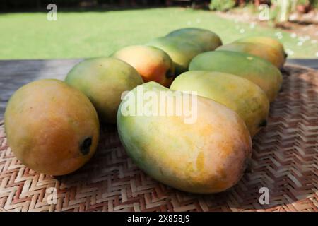 Mango maturo, mango giallo fresco. Kesar Keri mango frutta. Contesto naturale di mango Foto Stock