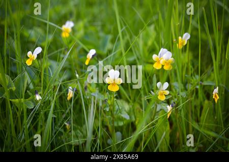 Fioritura di piccole violette forestali (Viola tricolor) in una radura forestale. Sfondo naturale Foto Stock