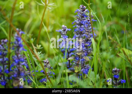 Blooming bugleweeds blu (Ajuga reptans) nel prato estivo Foto Stock