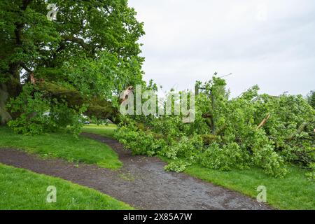 Killearn, Stirling, Scozia, Regno Unito - 23 maggio 2024 - tempo Regno Unito: Un arto molto grande è improvvisamente caduto da una quercia matura molto amata nel mezzo del parco Killearn. Per fortuna, il ramo, che è caduto su un sentiero e su una teleferica per bambini, è caduto durante la notte. Si è verificato a seguito di forti piogge dopo un periodo di caldo secco. Crediti: Kay Roxby/Alamy Live News Foto Stock