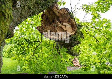 Killearn, Stirling, Scozia, Regno Unito - 23 maggio 2024 - tempo Regno Unito: Un arto molto grande è improvvisamente caduto da una quercia matura molto amata nel mezzo del parco Killearn. Per fortuna, il ramo, che è caduto su un sentiero e su una teleferica per bambini, è caduto durante la notte. Si è verificato a seguito di forti piogge dopo un periodo di caldo secco. Crediti: Kay Roxby/Alamy Live News Foto Stock