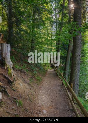 paesaggio boschivo con sentiero verde in estate. paesaggio naturale con recinzione lungo il sentiero Foto Stock