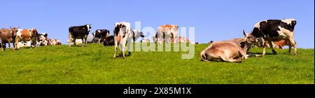 Kuhherde auf der Weide Eine große Herde mit Kühen genießt den freien Auslauf auf einer Grünen Weide Hegratsried Bayern Deutschland *** allevamento di vacche su Foto Stock