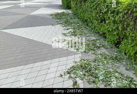 una siepe rifilata con foglie lasciate in cerchio sul marciapiede Foto Stock