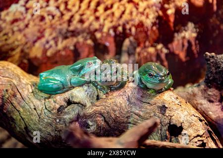 3 Magnificent Tree Frogs, Litoria splendida, in Armadale rettile Centre, Perth, Australia Occidentale. Foto Stock