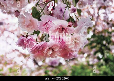 Fiore rosa in fiore sul ramo dell'albero di sakura in primavera. Foto Stock