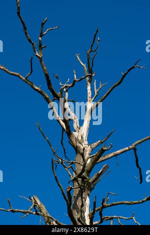 Un'immagine sorprendente di un albero arido con rami sagomati contro un cielo blu limpido. La scena evoca sentimenti di solitudine e resilienza. Foto Stock