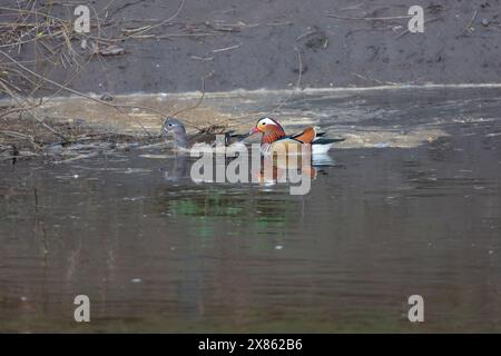 Le anatre mandarine maschili e femminili che nuotano nel fiume indossano nei pressi di Durham, Contea di Durham, Inghilterra Regno Unito. Foto Stock