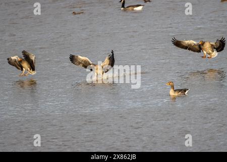 Oche Greylag che atterrano su un lago, Hurworth Burn, Contea di Durham, Inghilterra, Regno Unito. Foto Stock