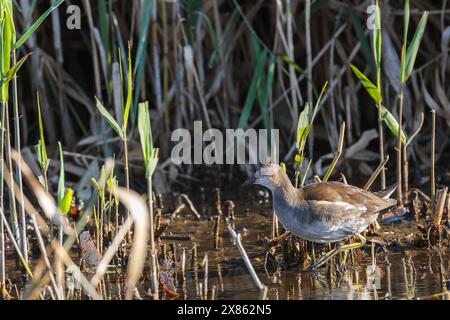 Un moorhen comune giovanile (Gallinula chloropus) in un letto di un parco di Kanagawa, in Giappone. Foto Stock