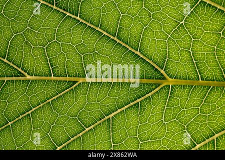 Primo piano di foglia verde, trama vena foglia, sfondo di foglia verde, foto macro Foto Stock