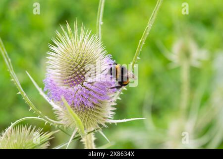 Immagine ravvicinata di un bumblebee che raccoglie il nettare da un fiorello viola, su uno sfondo verde sfocato. Foto Stock