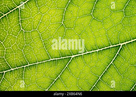 Primo piano di foglia verde, trama vena foglia, sfondo di foglia verde, foto macro Foto Stock