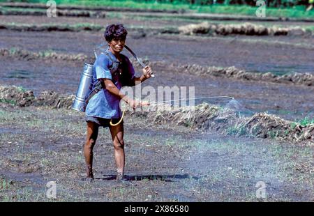 Filippine, Mindanao; l'agricoltore spruzza insetticida su una risaia. Foto Stock