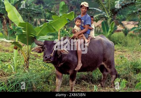 Filippine, Palawan; il contadino va a casa con i suoi figli seduti sul bufalo che usava per arare il campo di ricamo. Foto Stock
