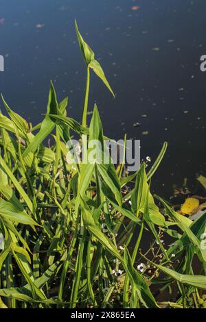 Sagittaria sagittifolia, la pianta a punta di freccia, a Belgrado, Serbia Foto Stock