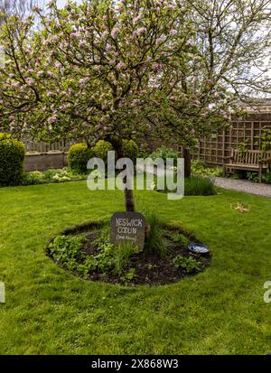 Seqason primaverile nel Wordsworth House Garden con fiori nell'albero di mele di Keswick Codlin, Cockermouth, Cumbria, Inghilterra, Gran Bretagna. Foto Stock