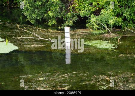 Eton Wick, Regno Unito. 23 maggio 2024. I residenti di Eton Wick, Windsor, Berkshire, che vivono vicino a Roundmoor Ditch sono sempre più preoccupati per i livelli di acqua alluvionale. Le inondazioni hanno iniziato a infiltrarsi in alcuni giardini del villaggio. L'acqua del Tamigi può essere scaricata nel Roundmoor Ditch durante i periodi di forte pioggia e in numerose occasioni durante quest'anno si è verificata una vile puzza di acque reflue provenienti dal torrente, che all'inizio di quest'anno era pieno di funghi marini. I residenti, i consiglieri locali e gli ambientalisti chiedono all'Agenzia per l'ambiente e al Tamigi Water di prendere il sopravvento Foto Stock