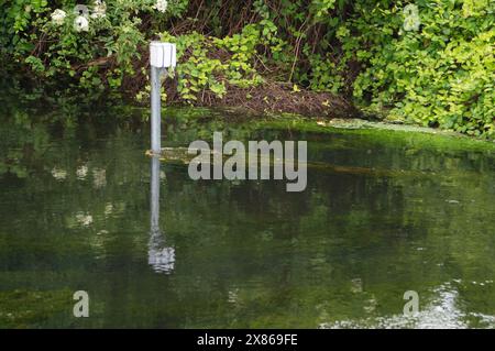 Eton Wick, Regno Unito. 23 maggio 2024. I residenti di Eton Wick, Windsor, Berkshire, che vivono vicino a Roundmoor Ditch sono sempre più preoccupati per i livelli di acqua alluvionale. Le inondazioni hanno iniziato a infiltrarsi in alcuni giardini del villaggio. L'acqua del Tamigi può essere scaricata nel Roundmoor Ditch durante i periodi di forte pioggia e in numerose occasioni durante quest'anno si è verificata una vile puzza di acque reflue provenienti dal torrente, che all'inizio di quest'anno era pieno di funghi marini. I residenti, i consiglieri locali e gli ambientalisti chiedono all'Agenzia per l'ambiente e al Tamigi Water di prendere il sopravvento Foto Stock