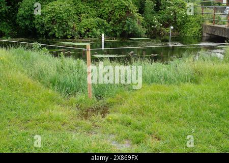 Eton Wick, Regno Unito. 23 maggio 2024. I residenti di Eton Wick, Windsor, Berkshire, che vivono vicino a Roundmoor Ditch sono sempre più preoccupati per i livelli di acqua alluvionale. Le inondazioni hanno iniziato a infiltrarsi in alcuni giardini del villaggio. L'acqua del Tamigi può essere scaricata nel Roundmoor Ditch durante i periodi di forte pioggia e in numerose occasioni durante quest'anno si è verificata una vile puzza di acque reflue provenienti dal torrente, che all'inizio di quest'anno era pieno di funghi marini. I residenti, i consiglieri locali e gli ambientalisti chiedono all'Agenzia per l'ambiente e al Tamigi Water di prendere il sopravvento Foto Stock