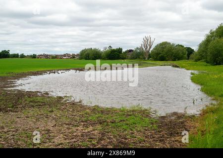 Eton Wick, Regno Unito. 23 maggio 2024. Inondazione in un campo agricolo a Eton Wick. I residenti di Eton Wick, Windsor, Berkshire, che vivono vicino a Roundmoor Ditch sono sempre più preoccupati per i livelli di acqua alluvionale. Le inondazioni hanno iniziato a infiltrarsi in alcuni giardini del villaggio. L'acqua del Tamigi può essere scaricata nel Roundmoor Ditch durante i periodi di forte pioggia e in numerose occasioni durante quest'anno si è verificata una vile puzza di acque reflue provenienti dal torrente, che all'inizio di quest'anno era pieno di funghi marini. I residenti, i consiglieri locali e gli ambientalisti stanno invocando l'Environ Foto Stock