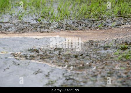 Eton Wick, Regno Unito. 23 maggio 2024. Inquinamento e detriti di piante nel campo di un contadino. I residenti di Eton Wick, Windsor, Berkshire, che vivono vicino a Roundmoor Ditch sono sempre più preoccupati per i livelli di acqua alluvionale. Le inondazioni hanno iniziato a infiltrarsi in alcuni giardini del villaggio. L'acqua del Tamigi può essere scaricata nel Roundmoor Ditch durante i periodi di forte pioggia e in numerose occasioni durante quest'anno si è verificata una vile puzza di acque reflue provenienti dal torrente, che all'inizio di quest'anno era pieno di funghi marini. I residenti, i consiglieri locali e gli ambientalisti chiedono all'ENVI Foto Stock