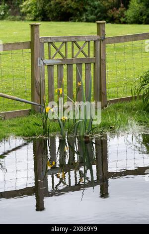 Eton Wick, Regno Unito. 23 maggio 2024. I residenti di Eton Wick, Windsor, Berkshire, che vivono vicino a Roundmoor Ditch sono sempre più preoccupati per i livelli di acqua alluvionale. Le inondazioni hanno iniziato a infiltrarsi in alcuni giardini del villaggio (nella foto). L'acqua del Tamigi può essere scaricata nel Roundmoor Ditch durante i periodi di forte pioggia e in numerose occasioni durante quest'anno si è verificata una vile puzza di acque reflue provenienti dal torrente, che all'inizio di quest'anno era pieno di funghi marini. I residenti, i consiglieri locali e gli ambientalisti chiedono all'Agenzia per l'ambiente e al Tamigi Water to ta Foto Stock