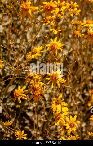 Fiori gialli comuni ma non meno belli di Encelia farinosa, brittlebush, che si illuminano sul lussureggiante deserto di Sonora al sole primaverile dell'Arizona (USA) Foto Stock