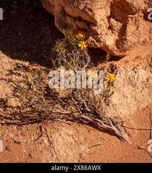 Fiori gialli comuni ma non meno belli di Encelia farinosa, brittlebush, che si illuminano sul lussureggiante deserto di Sonora al sole primaverile dell'Arizona (USA) Foto Stock