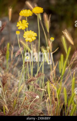 Fiori gialli comuni ma non meno belli di Encelia farinosa, brittlebush, che si illuminano sul lussureggiante deserto di Sonora al sole primaverile dell'Arizona (USA) Foto Stock