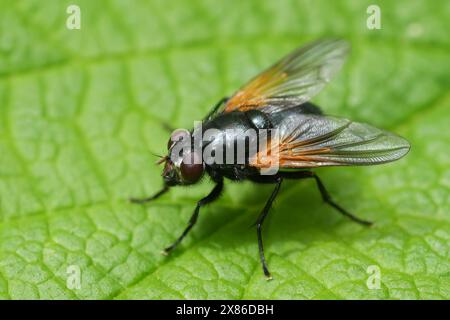 Dettaglio dettagliato sulla mosca nordamericana Mesembrina latreillii seduta su una foglia verde in Oregon Foto Stock