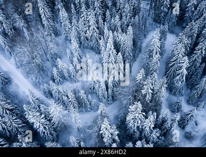 Clima invernale in Bulgaria. Veduta aerea della strada in una foresta innevata dopo una nevicata. Foto Stock