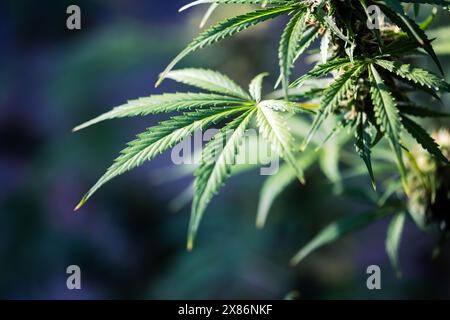 Foglia giovane di marijuana. La cannabis lascia lo sfondo Foto Stock