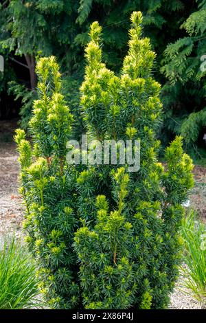 Ebreo comune Ebreo inglese Taxus baccata "David" Garden Foto Stock