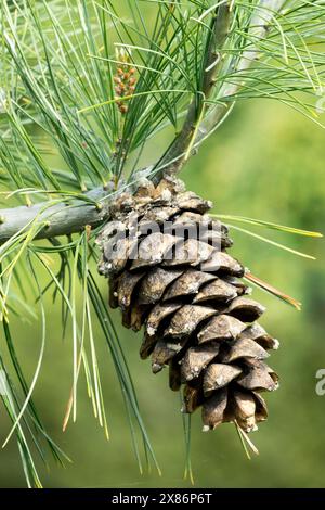 Lodgepole Pine Cone Pinus contorta Foto Stock