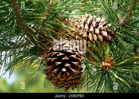 Colorado Bristlecone Pine coni, Table Mountain Pine Pinus pungens, Hickory Pine Foxtail Pine Foto Stock