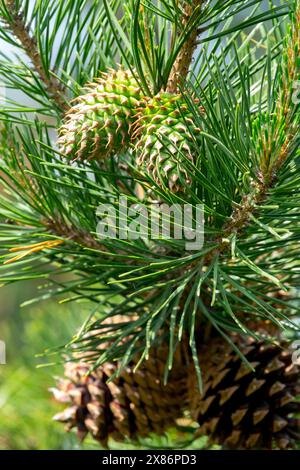 Table Mountain Pine Pinus pungens Pinus coni Foto Stock