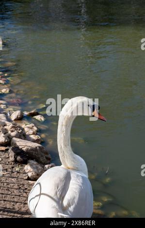 Cigni bianchi in uno stagno nello zoo biblico di Gerusalemme Israele. Foto di alta qualità Foto Stock