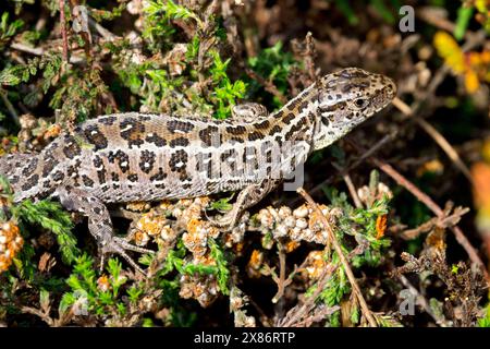 Lacerta agilis Female, Sand Lizard, Basking Foto Stock