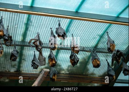 Un gruppo di volpi volanti grandi dormono su una rete in uno zoo. Foto di alta qualità Foto Stock