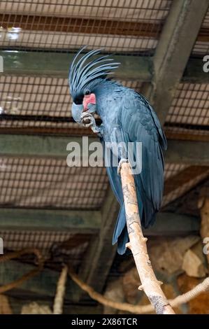 Black Palm Cockatoo sta mangiando. Il Cockatoo nero nello zoo è bellissimo. Foto di alta qualità Foto Stock