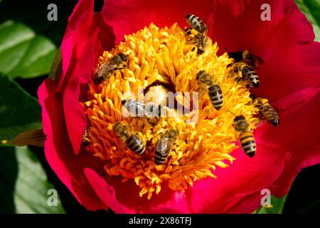 Api, operai, volare nella Peonia cinese dei fiori Foto Stock