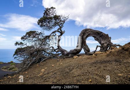 Albero di ginepro piegato dal vento sull'isola Canaria di El Hierro Foto Stock