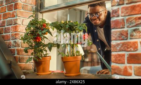 Giovane e affascinante uomo che spruzza e innaffia pomodori ecologici coltivati in casa, che vengono gettati su un davanzale vicino al suo elegante appartamento Loft. Coltivare verdure a casa in città. Foto Stock