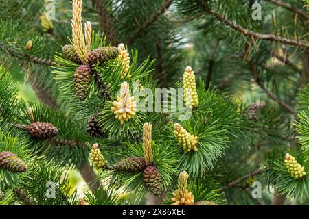 Pinus sylvestris maschio fiori e coni. Fiori e coni di pino scozzese questo pino è un'alta conifera indigena sempreverde. Foto Stock