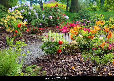 Azalee in fiore e rododendri del giardino botanico pubblico. Giardino botanico silesiano a Mikolow, Polonia. Foto Stock